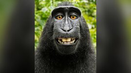 Timeline: Línea_Temporal_Gerard_Adelantado