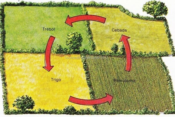 Rotación trienal en agricultura