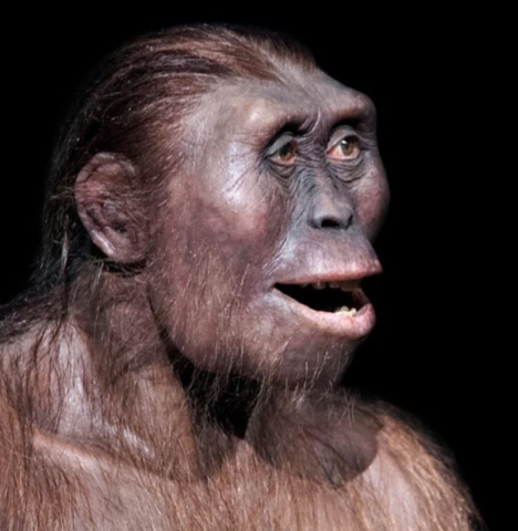 australopithecus