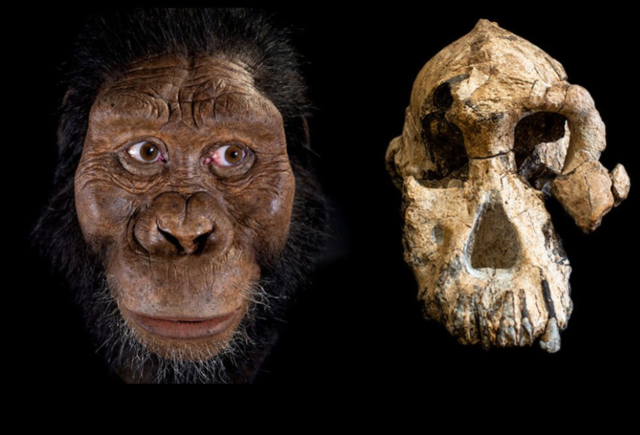 australopithecus anemsis