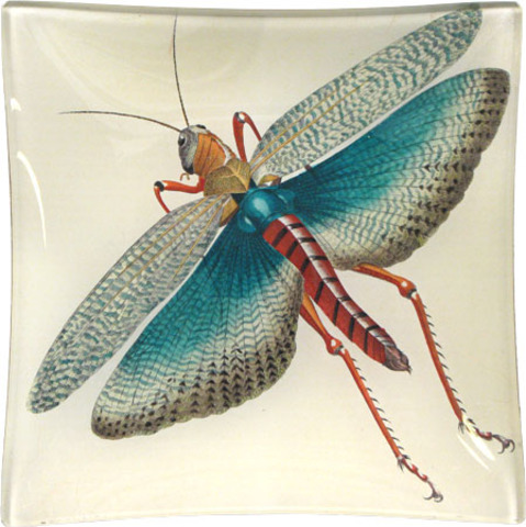 First winged insects