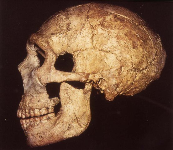 Homo neanderthalis