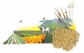 LOS PROCESOS DE COLONIZACION