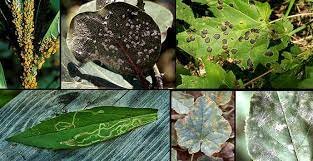 La triada de enfermedad en la fitopatología