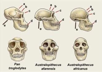 Extinción de algunos homínidos