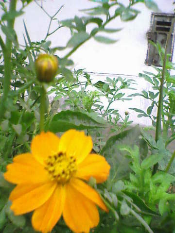 en el jardin de mi vecino