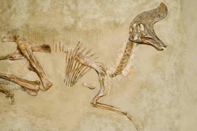 Be aware that animals can extinct by Georges Cuvier