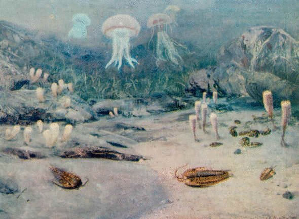 Kambrium
