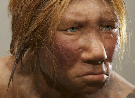 Homo neanderthalensis