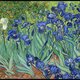 300 irises   vincent van gogh