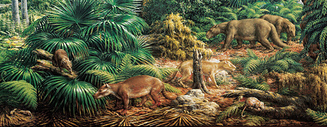 Paleogeen