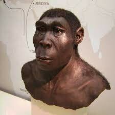 homoerectus