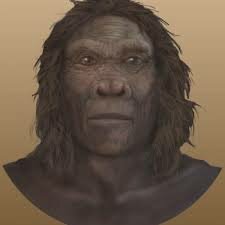 homo habilis