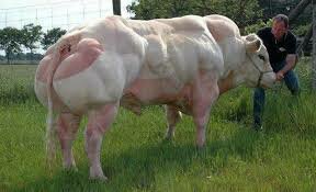 The Second Battle of Bull Run