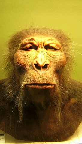 Homo habilis