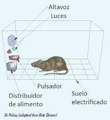 La caja de desollador