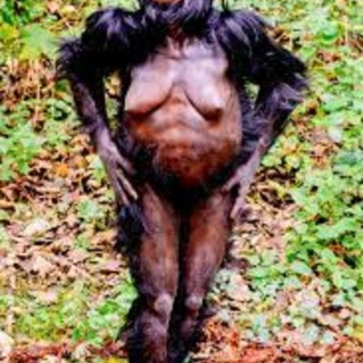 Timeline: australopithecus hominidos