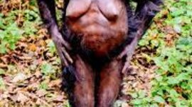 Timeline: australopithecus hominidos