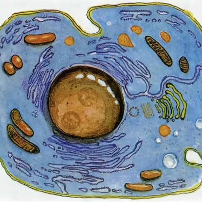 Timeline: Изучение клетки