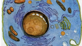 Timeline: Изучение клетки