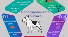 Timeline: Condicionamiento Clásico y Condicionamiento Operante