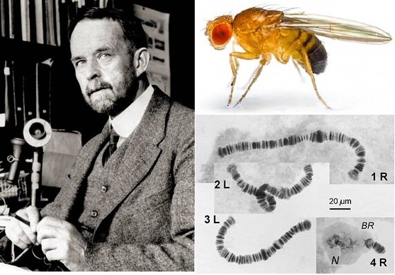 Descubrimiento mosca mutante 1910