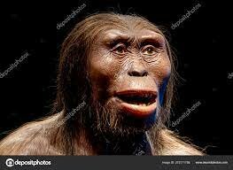 Homo de Cromañón (Homo sapiens sapiens)