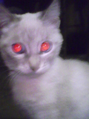 chevere mi gato, si o no