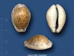 Különféle fizetésieszközök(kagylók, malomkő formájú kőpénzek, stb...)