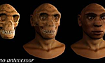 Homo Antecessor