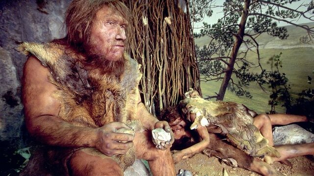 Homo neanderthalensis