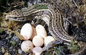 250 millones de años