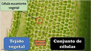 Primeras observaciones en plantas