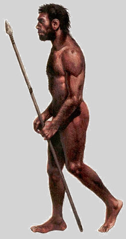 HOMBRE CROMAÑÓN (HOMO SAPIENS SAPIENS)