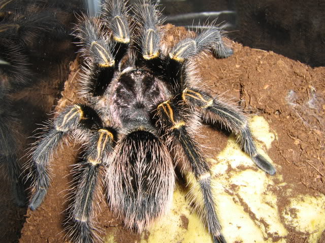 The tarantula