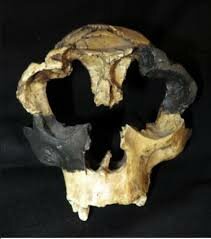 Homo antecesor (Atapuerca)