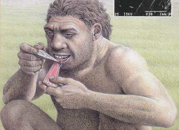 Homo antecesor (gran Dolina de Atapuerca)