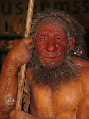 Homo neanderthalis