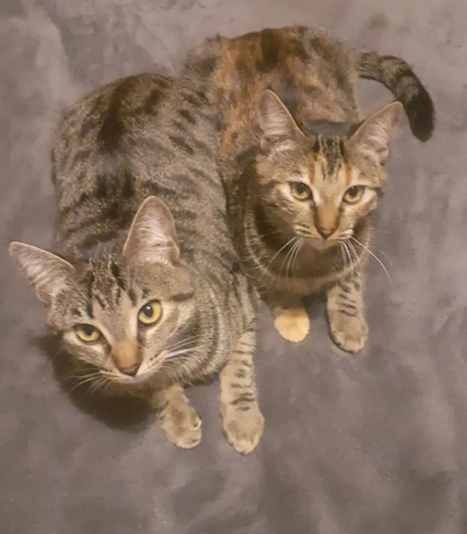 Arrivo delle mie gatte