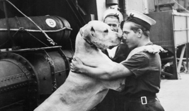 Gossos per a tractar l’estrès Posttraumàtic