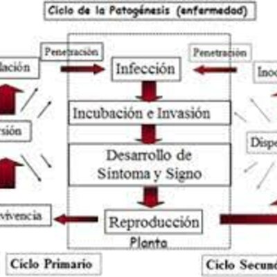 Timeline: Historia de los conceptos de causa y enfermedad: paralelismo entre la Medicina y la Fitopatología