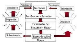 Timeline: Historia de los conceptos de causa y enfermedad: paralelismo entre la Medicina y la Fitopatología