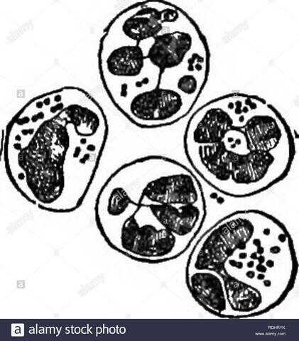 La teoría microbiana