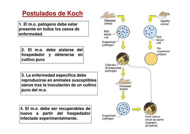 La teoría microbiana