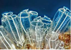 AGRUPACIÓN NEURONAL