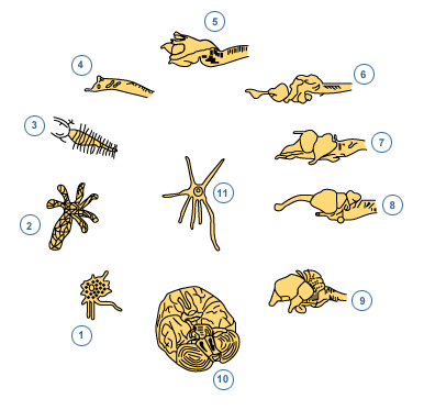 ORGANIZACIONES NERVIOSAS