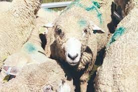 Mejora de la economía a través de la exportación de productos