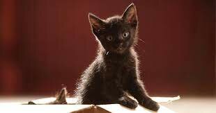 Em regalen una mascota