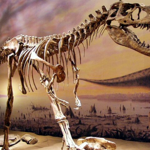 EXTINCIÓ DELS DINOSAURES, 65 milions d’anys