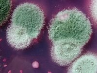 PRIMERS ORGANISMES PLURICEL·LULARS, 500 milions d’anys